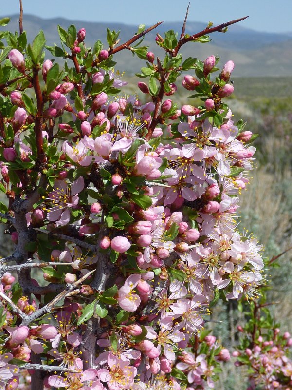 Blooming desert peach