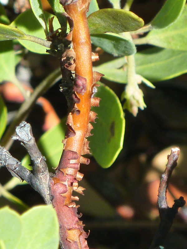 Bark of pinemat manzanita