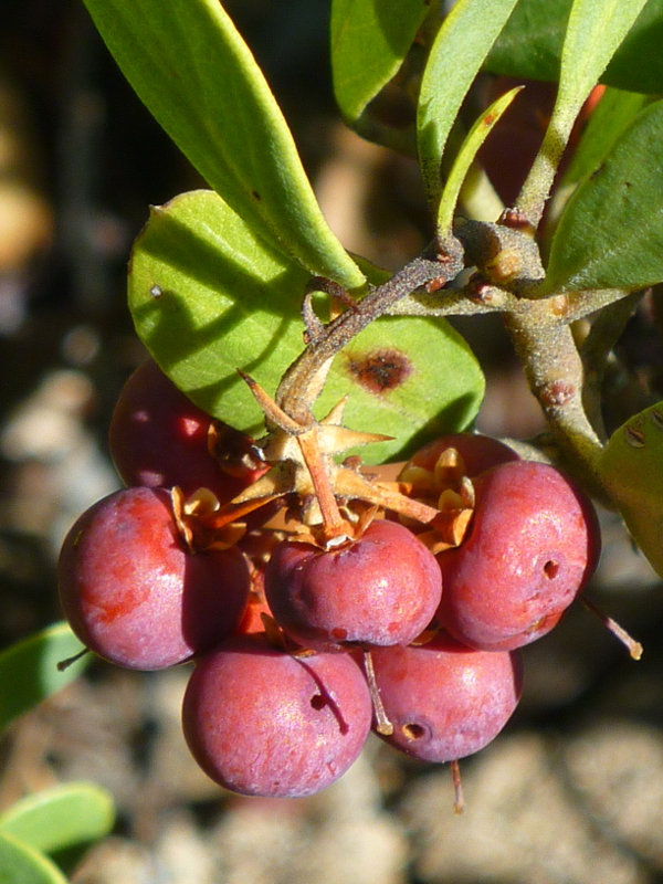 Pinemat manzanita berries