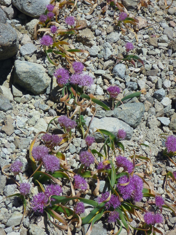 Flat-stemmed onions growing south of Mt. Judah
              near the Pacific Crest Trail