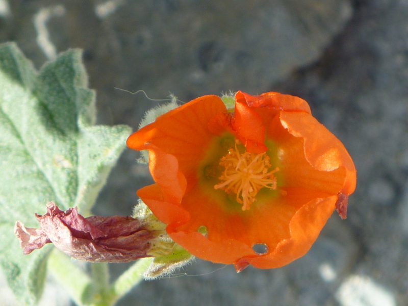 Apricot mallow flower