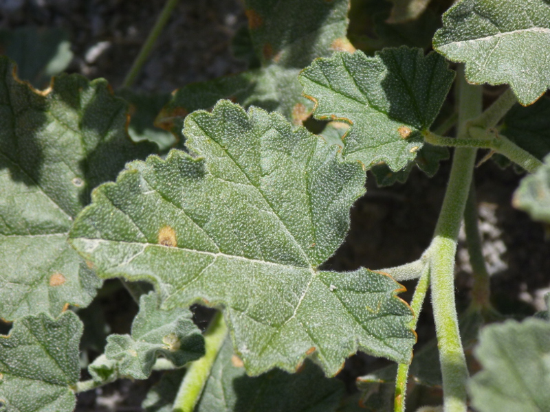 Lobed, gray-green leaf of apricot mallow