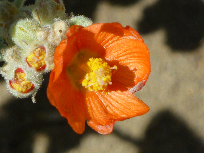 Opening buds and flowers of apricot mallow (Sphaeralcea ambigua)