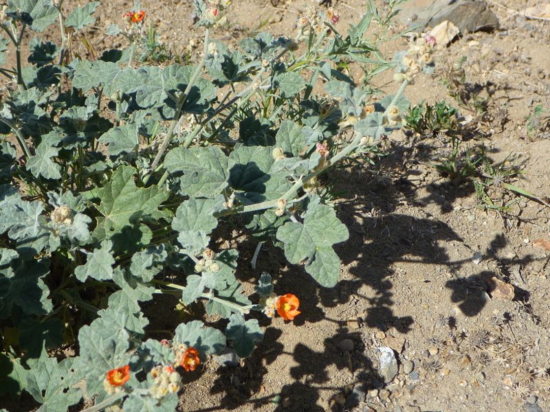 Apricot mallow (Sphaeralcea ambigua) in Hidden Valley, east of Reno, Nevada