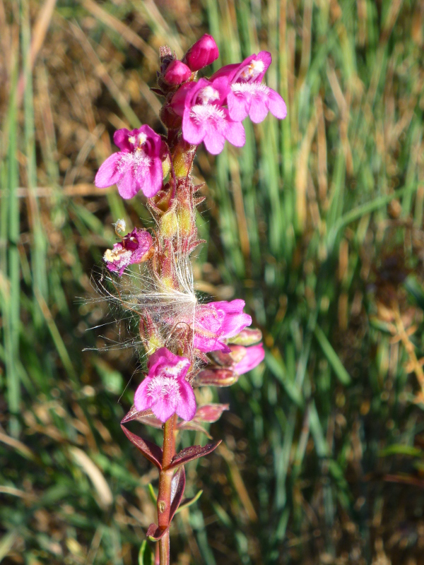 Mountain pride flower