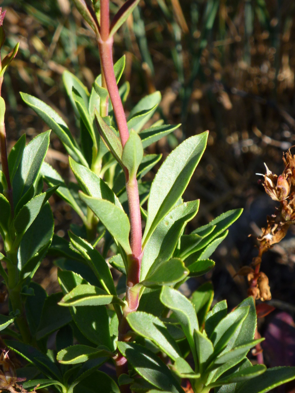 Stem and leaves of mountain pride plant