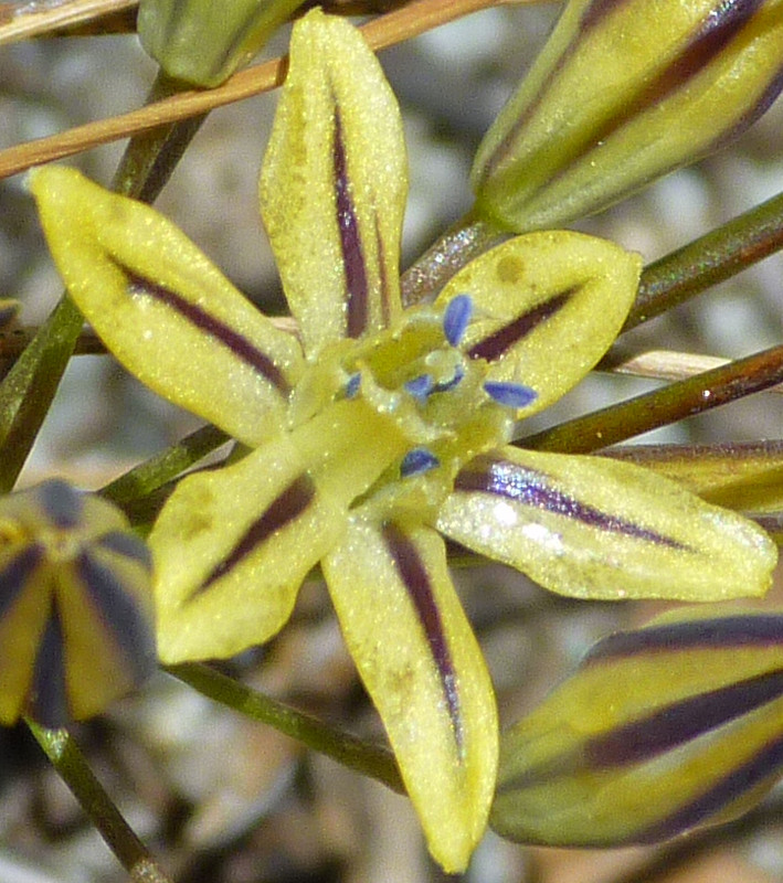 Blue anthers of pretty face flower