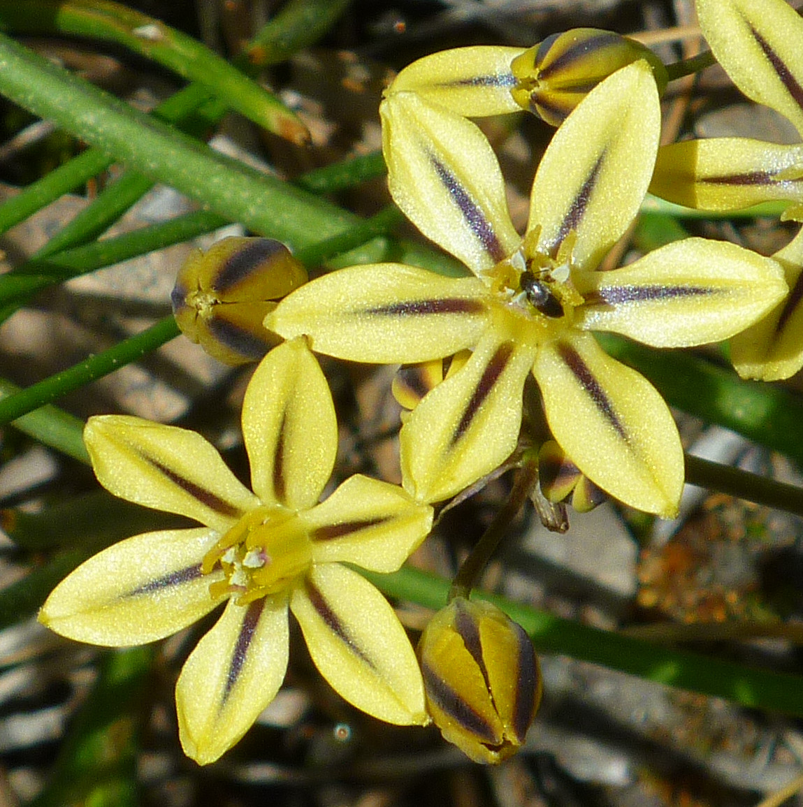 Peretty face flowers