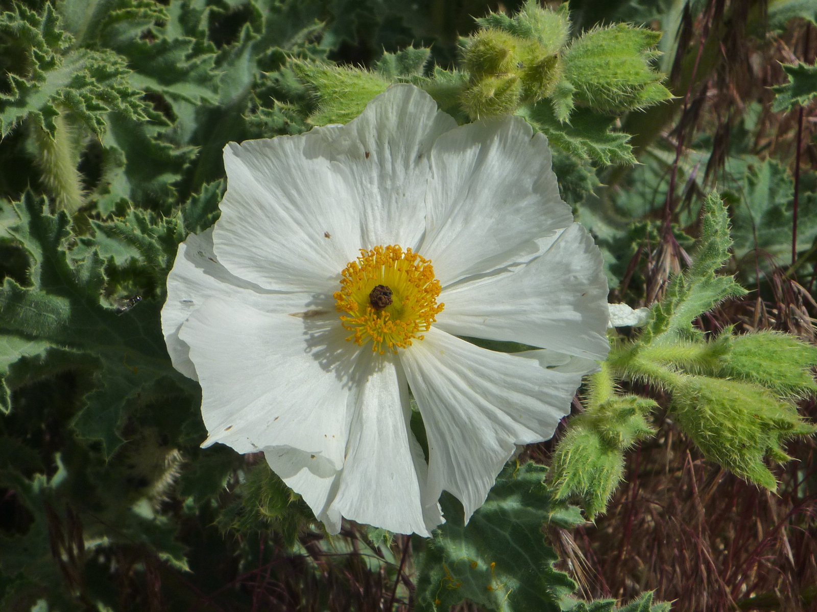 Prickly poppy