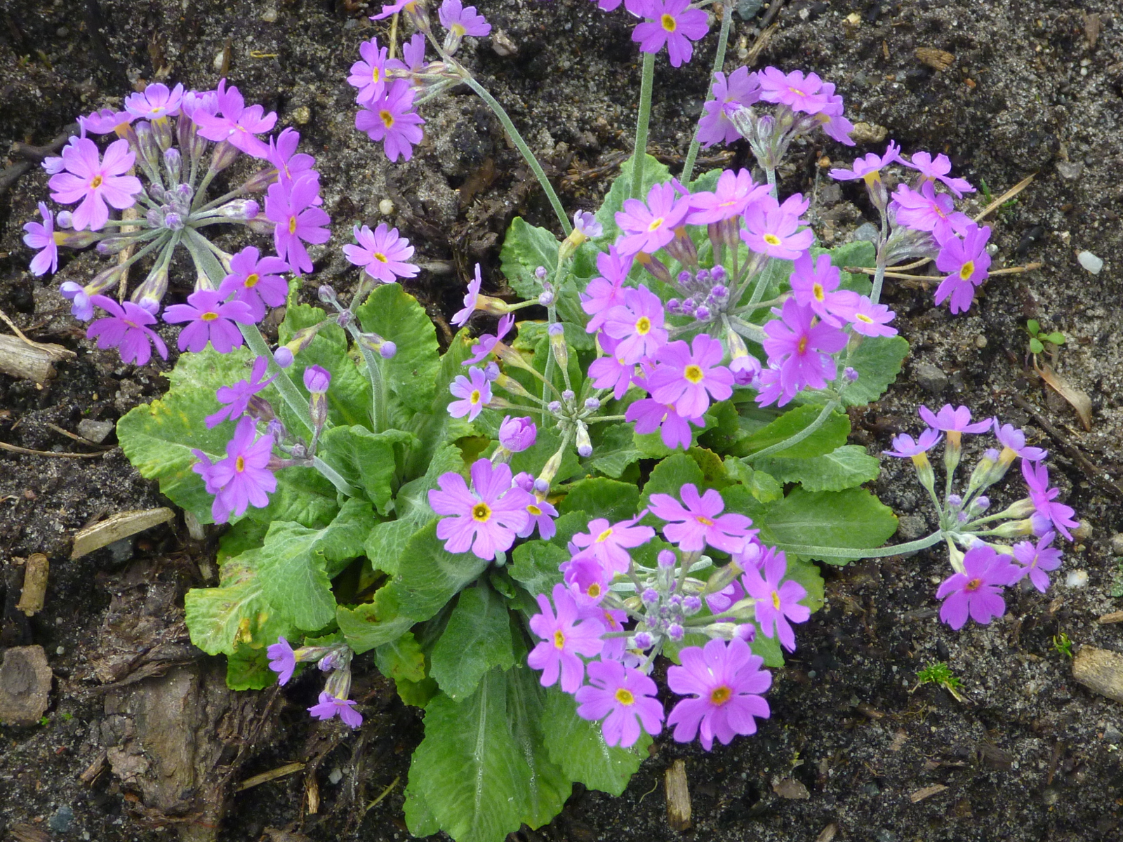 Bird's-eye primrose ( Primula farinosa )