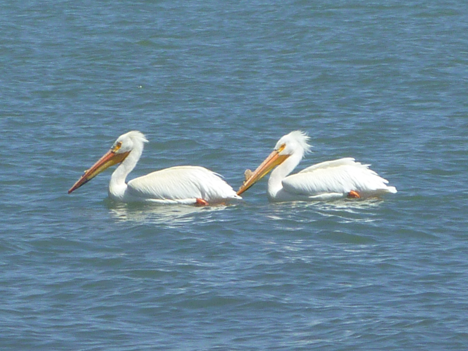 White Pelicans